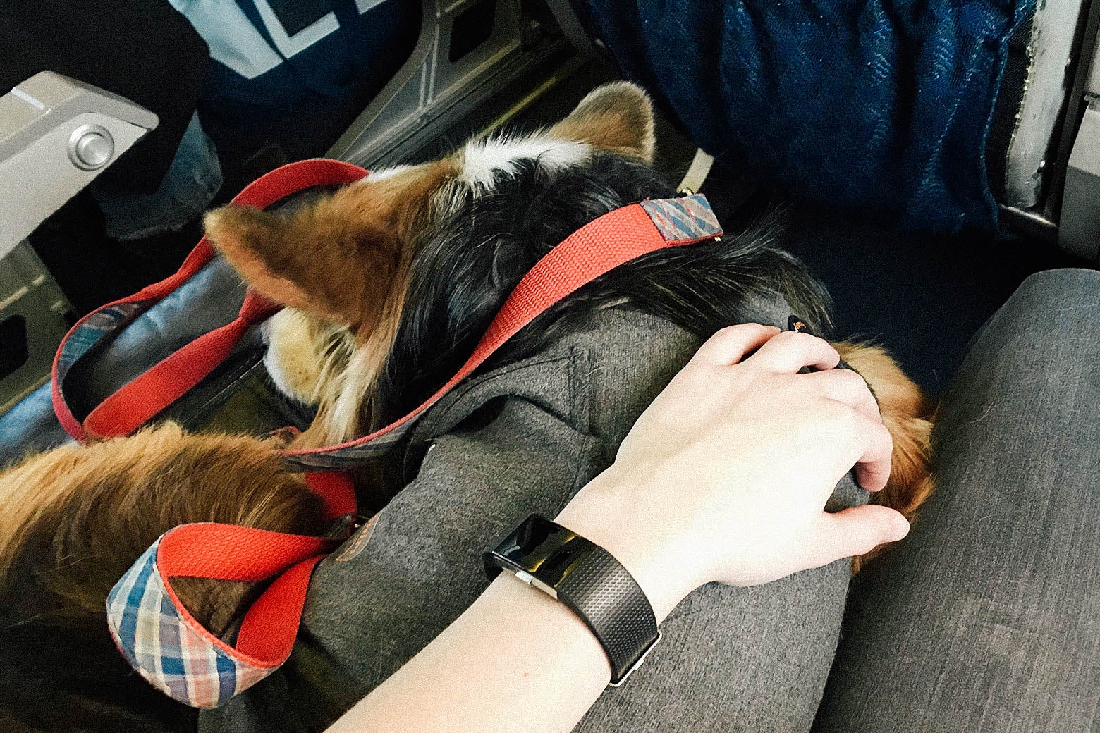 An emotional support corgi sleeps quietly next to a passenger on a plane.