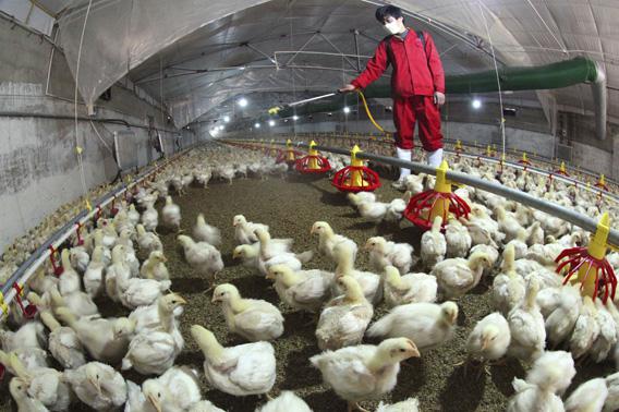 An employee sprays to sterilize a poultry farm in Hemen township, Jiangsu province, April 8, 2013.