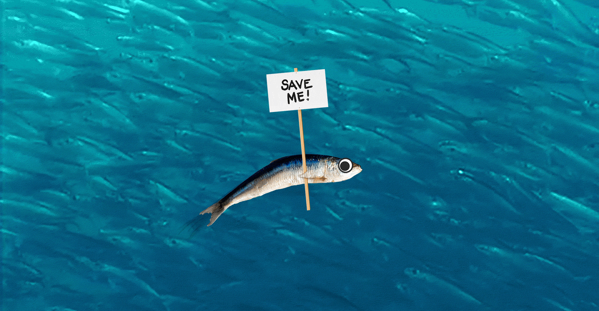 Animated graphic of the ocean, full of small silver-colored fish, with one in front holding a sign that says "Save me!"