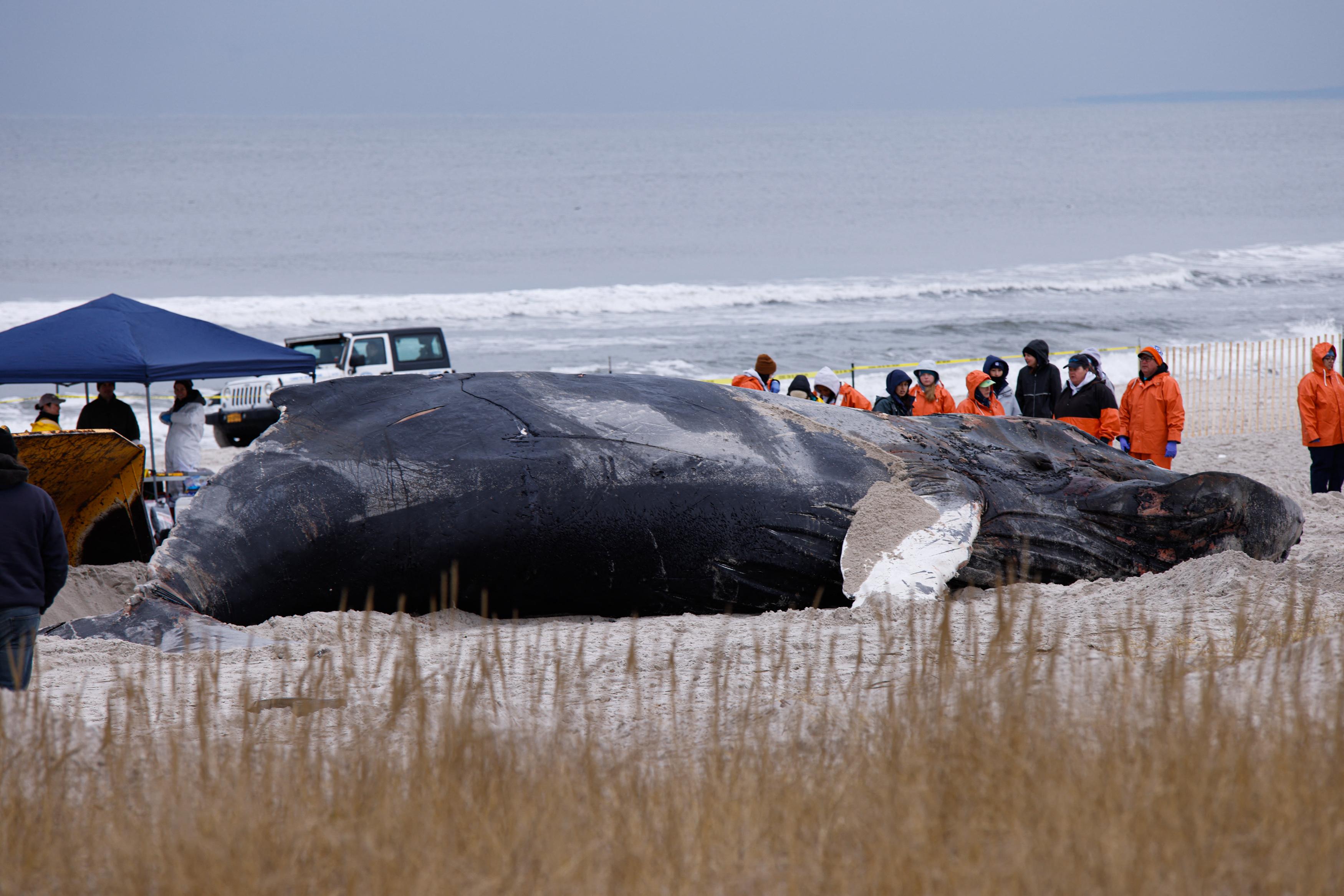 People on a beach surround a washed-up whale carcass.