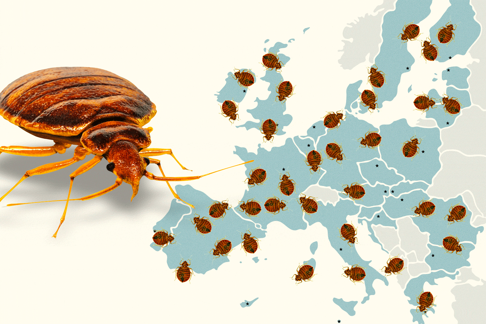 Bedbug Paris infestation: there's a reason everyone suddenly noticed the  bugs everywhere.