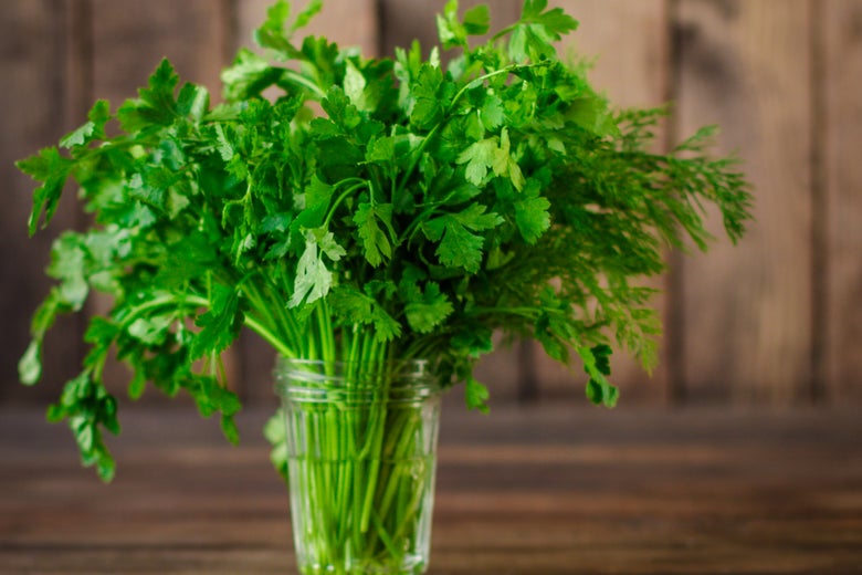 A bunch of parsley in a jar.