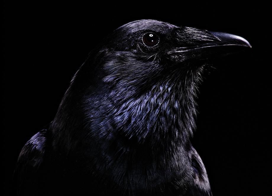 American Crow.