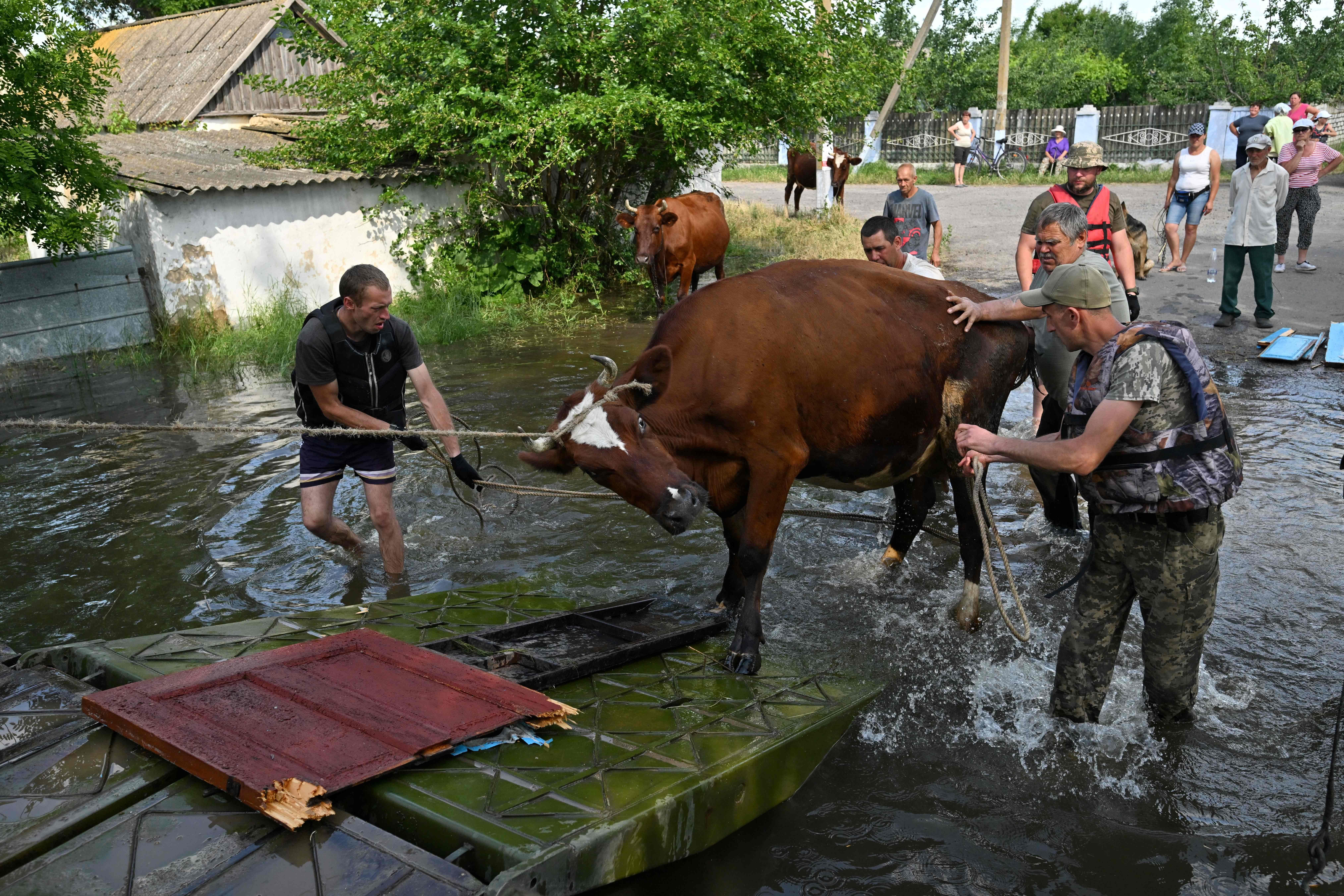 Ukrainian troops and residents bring a cow from a flooded road onto a boat.