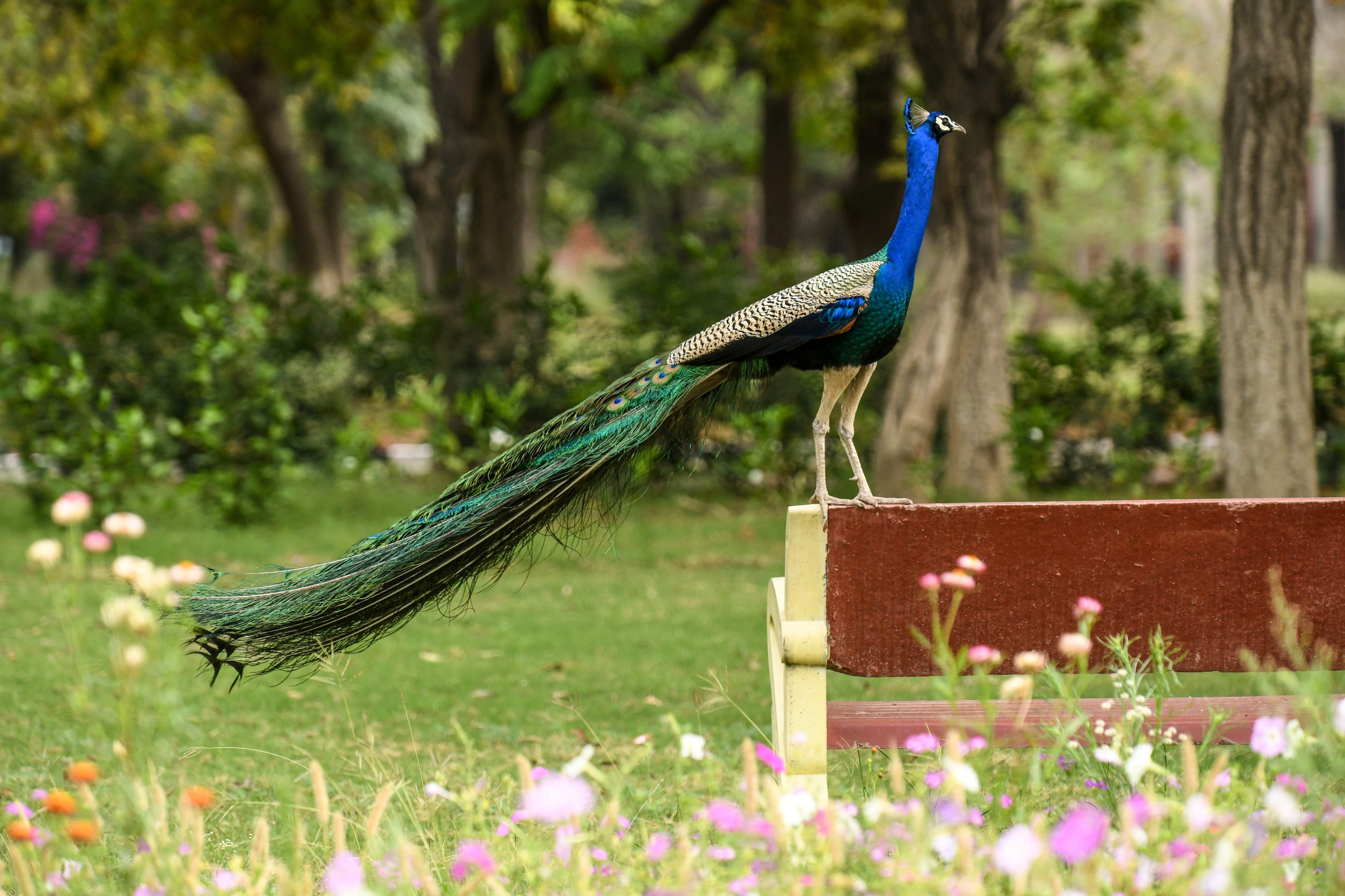 Peacock standing on a bench in a garden