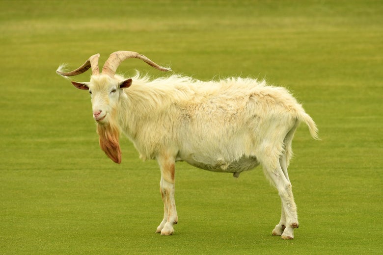 A “Lahinch Goat” walking around a golf course.