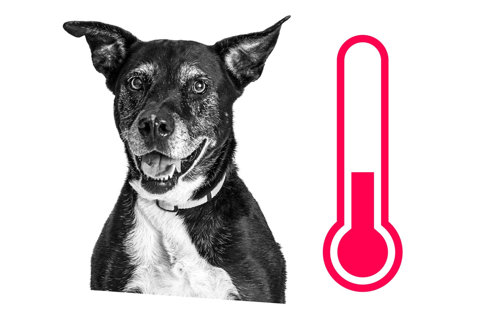 A dog next to a thermometer with a low temp reading.