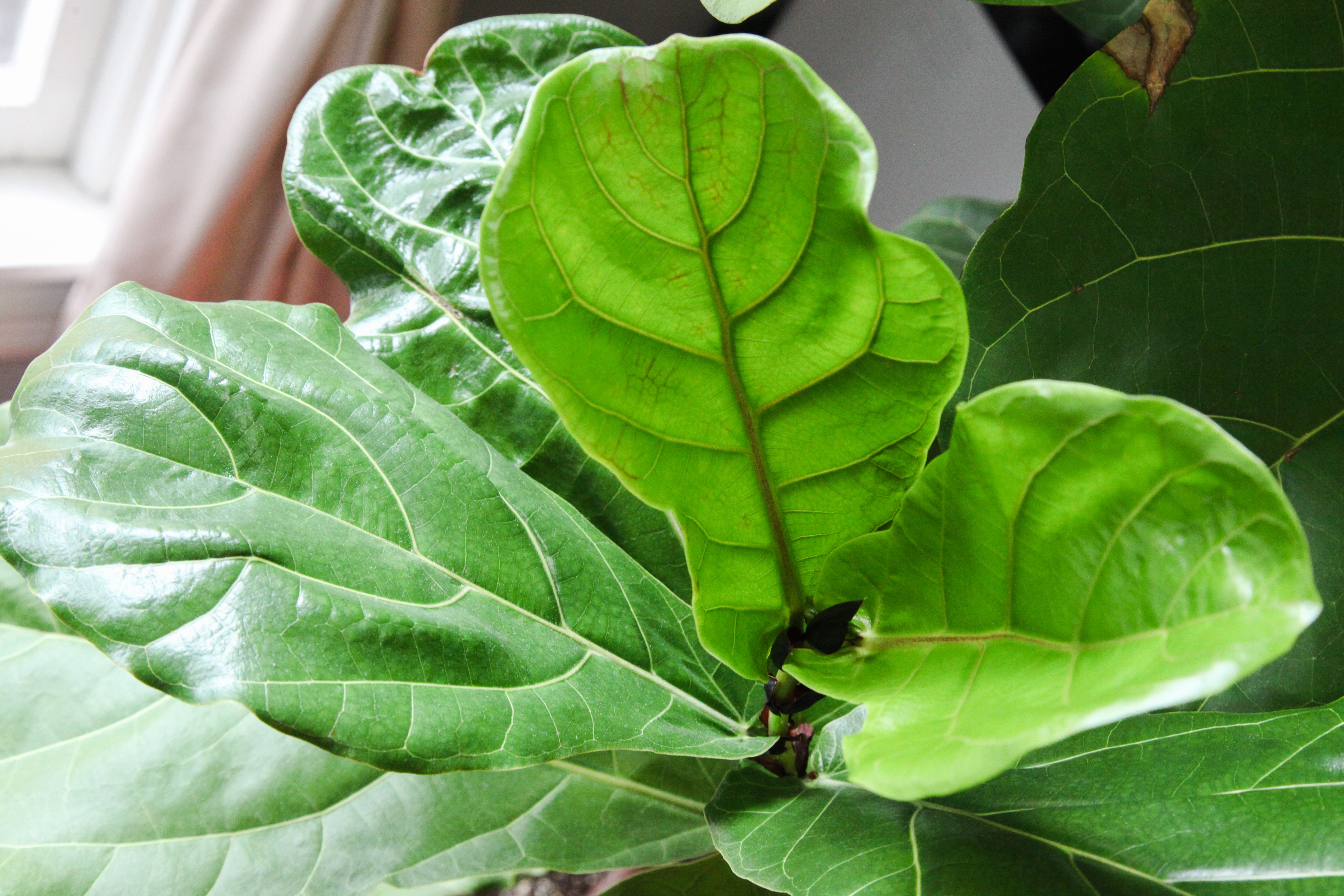 houseplant