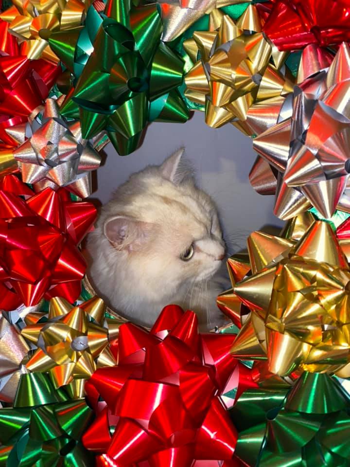 How a Deranged &ldquo;Cat Wreath&rdquo; Brought Our Neighborhood Facebook Page Together for the Holidays