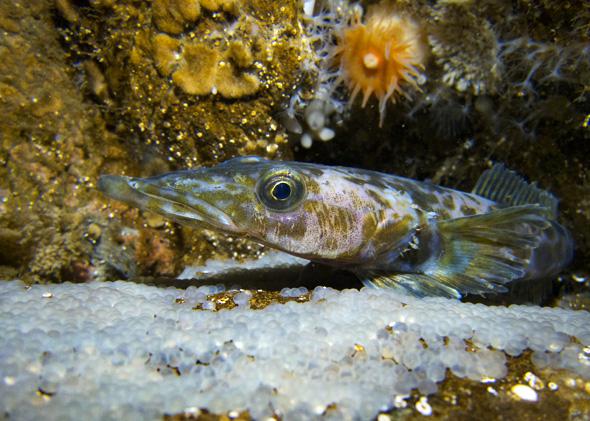 Jetty fish and eggs in the Antarctic reef floor.