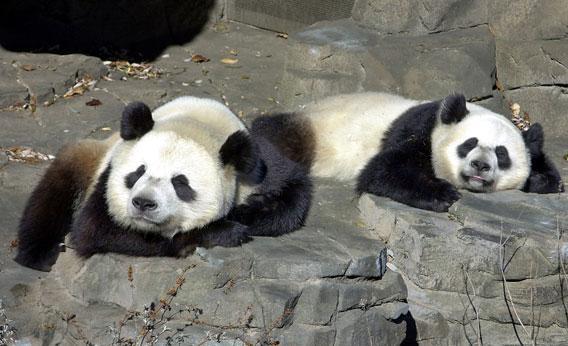 Giant Pandas Tian Tian and Mei Xiang.