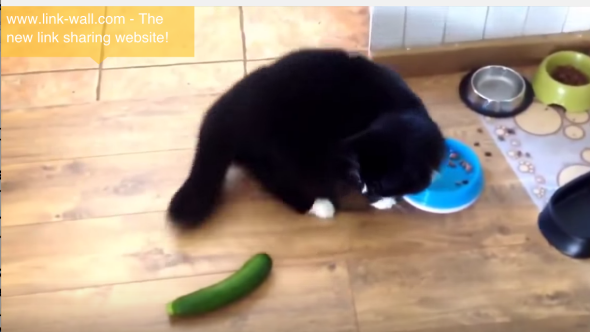 Cats And Cucumber Videos On The Internet, Explained.