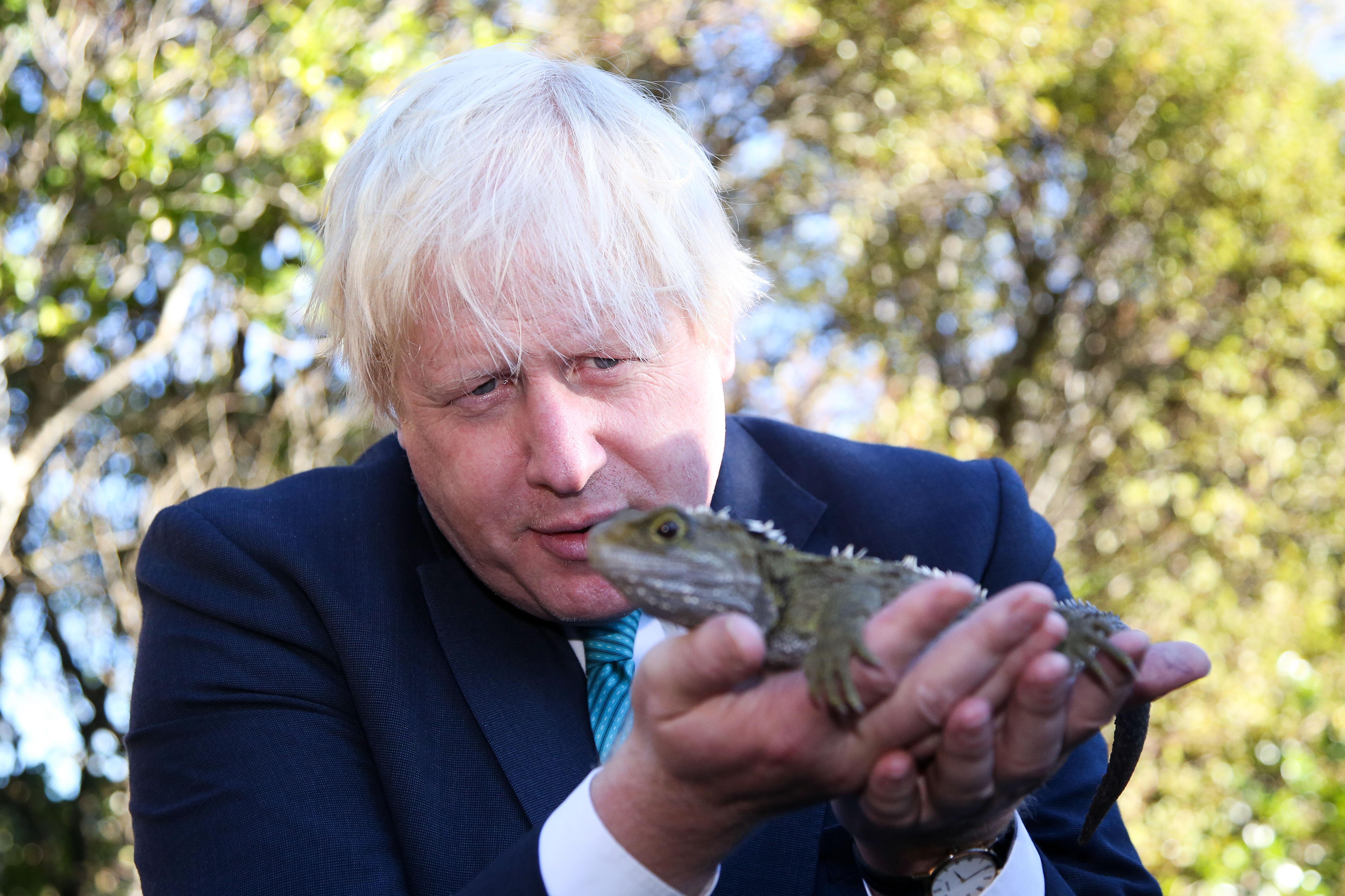 Boris Johnson holds a tuatara.