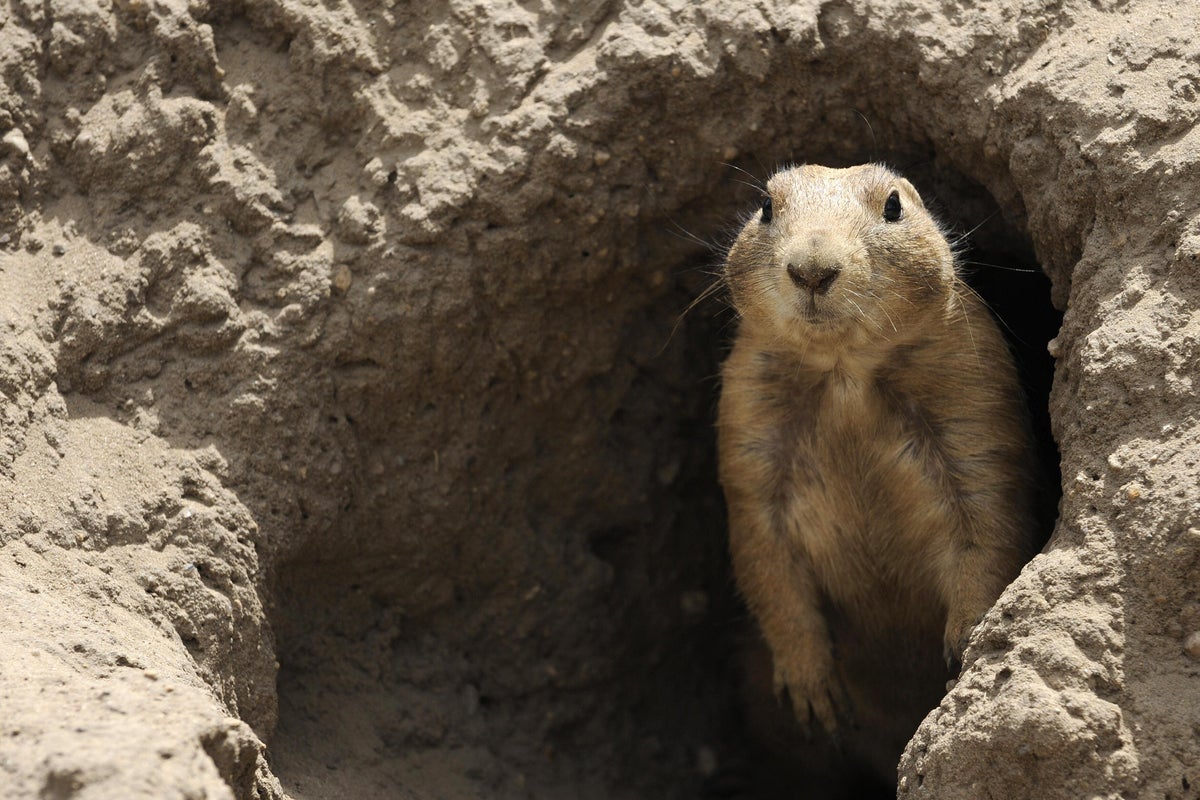 can you get the plague from a prairie dog