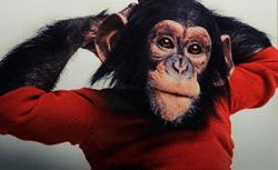 Project Nim reviewed: a shattering documentary about a chimpanzee ...