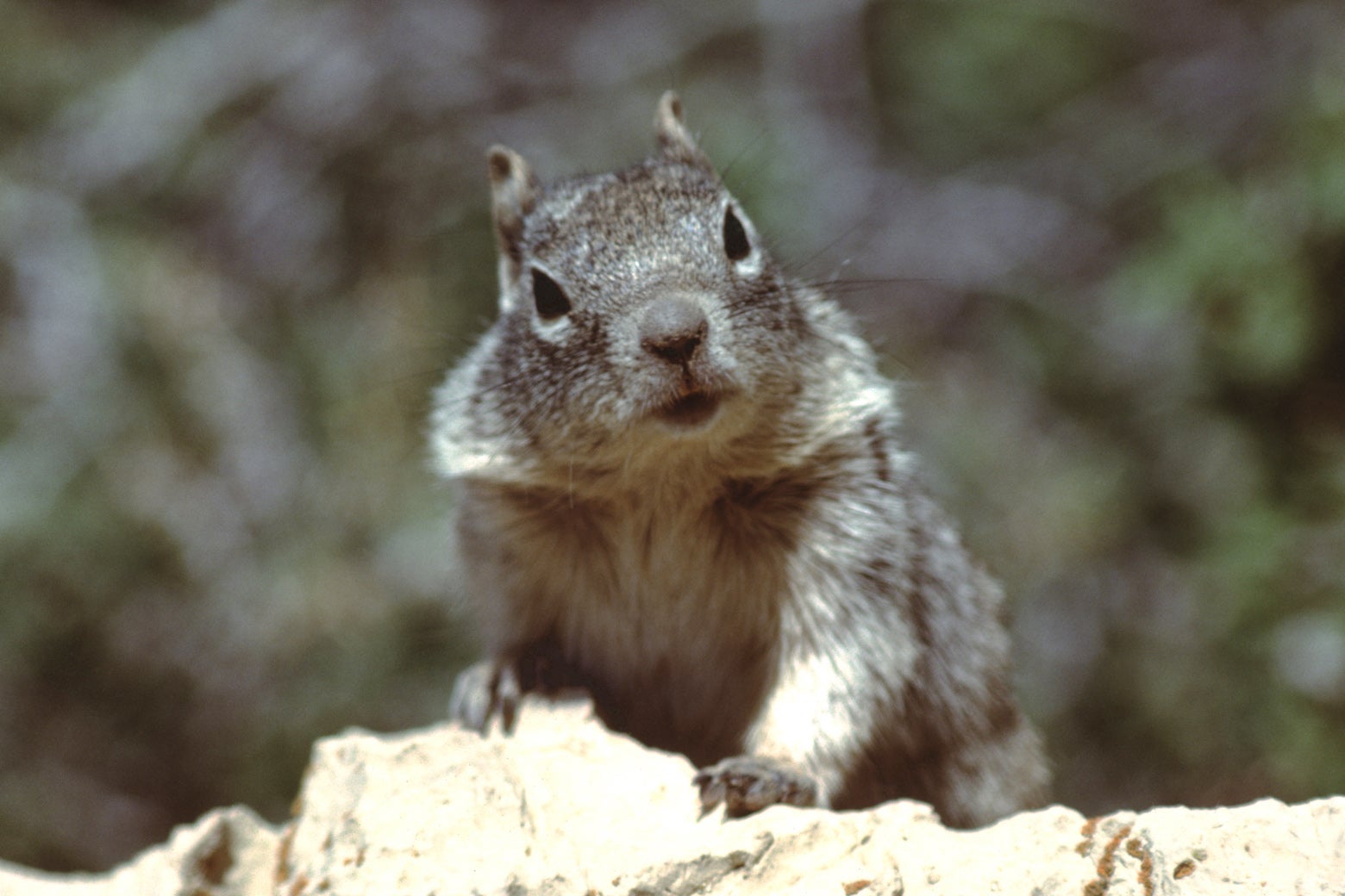 A squirrel tilts its head to the side, staring into the camera against a blurred background. 