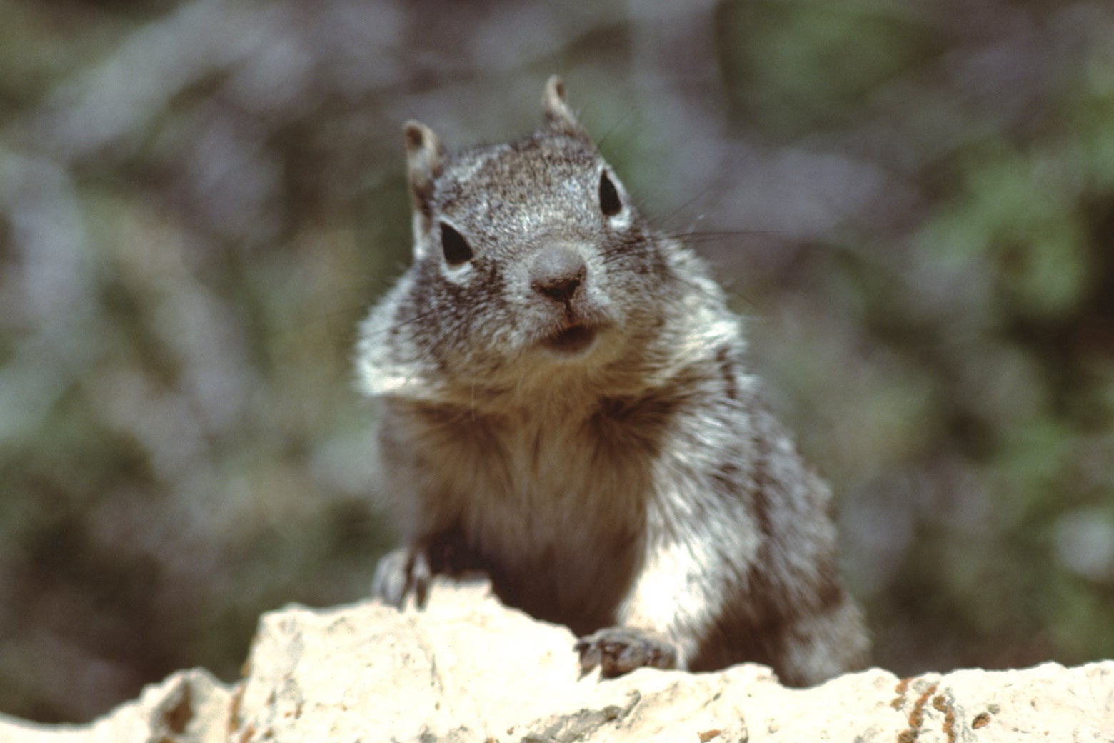 Do national parks have a squirrel problem? Do national parks have a squirrel problem?