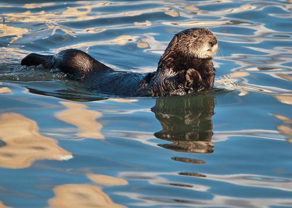 Sea Otter (Enhydra lutris) with reflections of white clouds in a calm blue Morro Bay, Calif., Nov 2010.