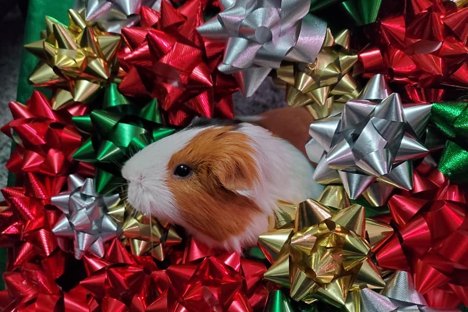 A guinea pig in a bow wreath!