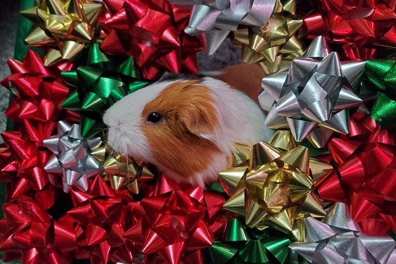 A guinea pig in a bow wreath!