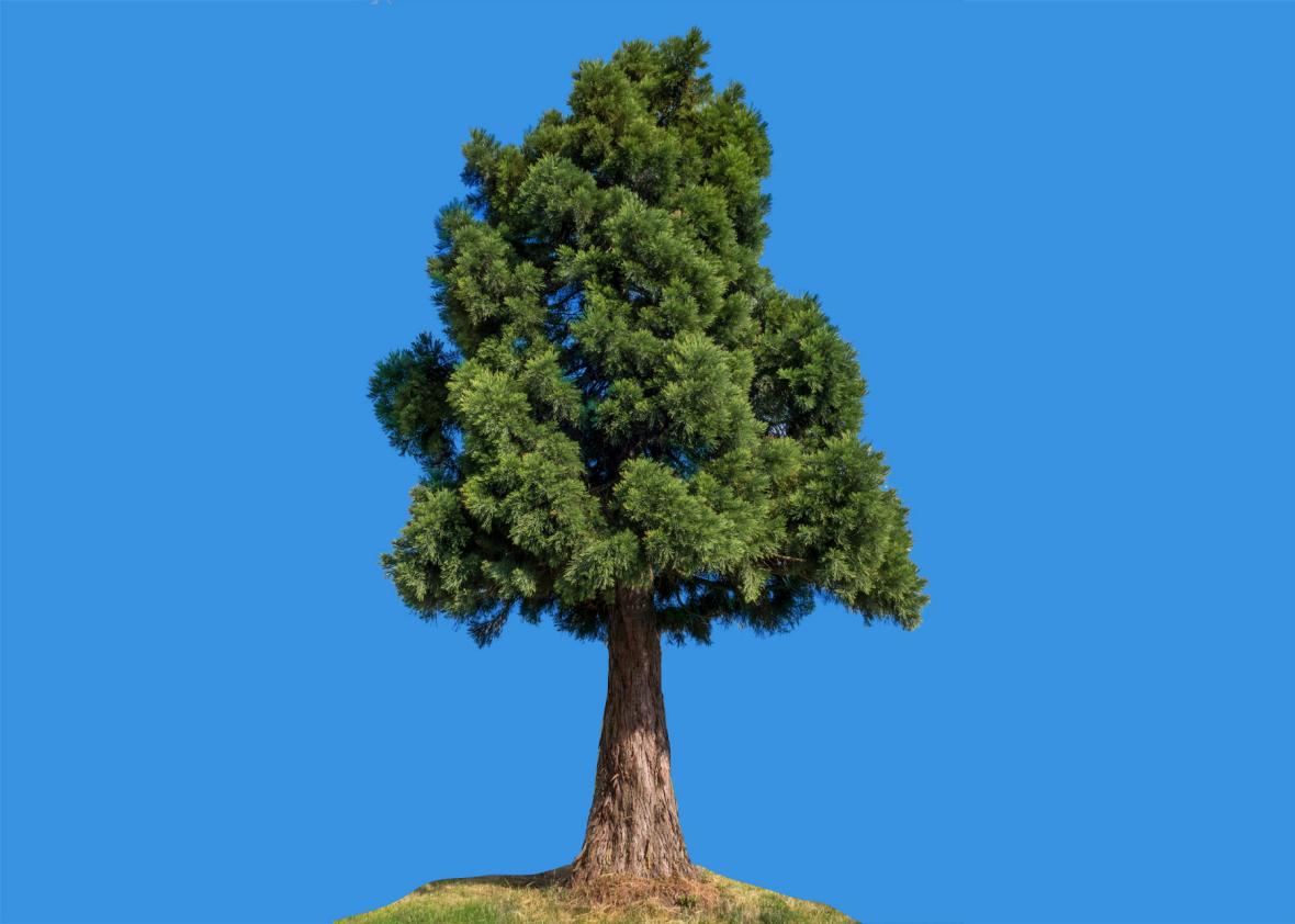 Sequoia tree 