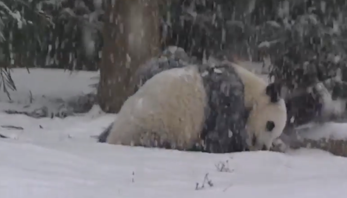 Pandas play in the snow at National Zoo.