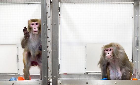 Rhesus monkeys, left to right, Canto, 27, and on a restricted diet, and Owen, 29, and a control subject on an unrestricted diet, at the Wisconsin National Primate Research Center at the University of Wisconsin-Madison on May 28, 2009