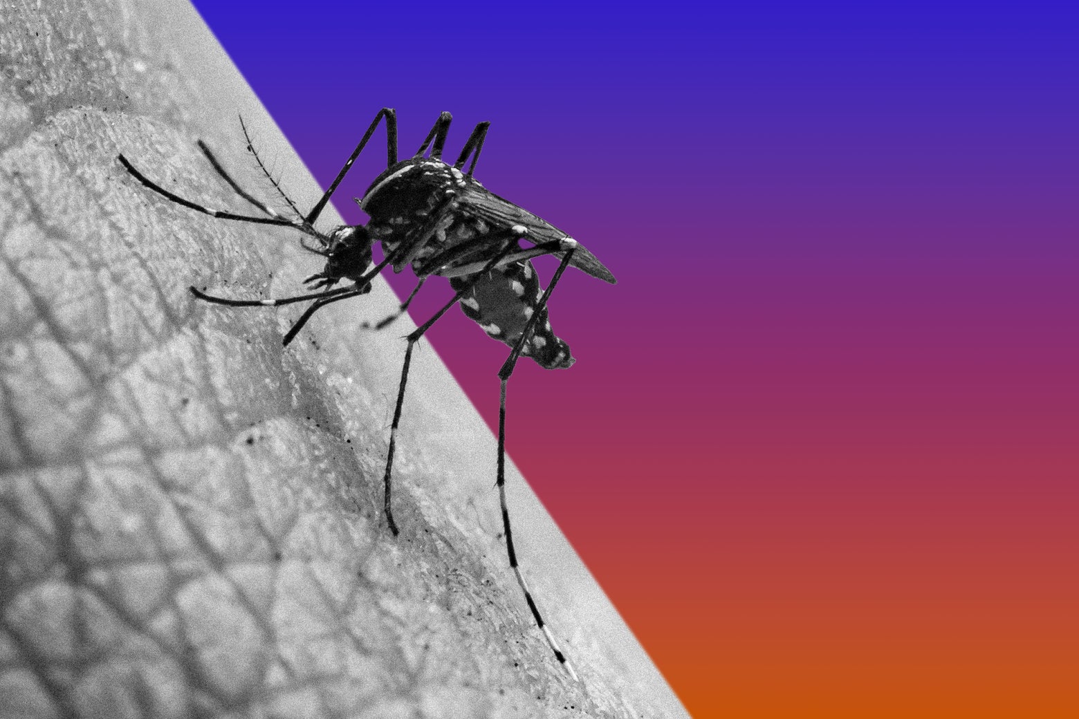 The Misguided Buzz About Mosquitoes The Misguided Buzz About Mosquitoes