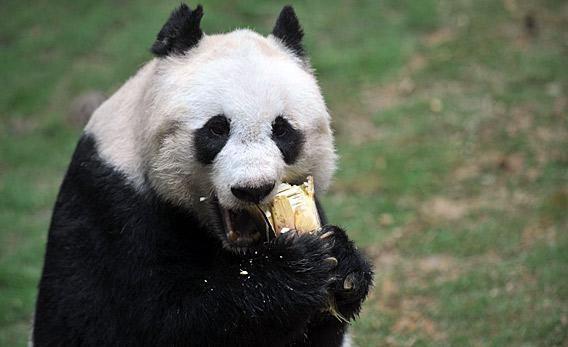 Jia Jia the giant panda eating.