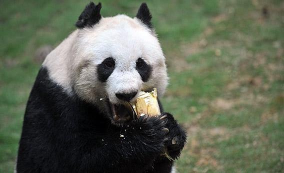 giant pandas food