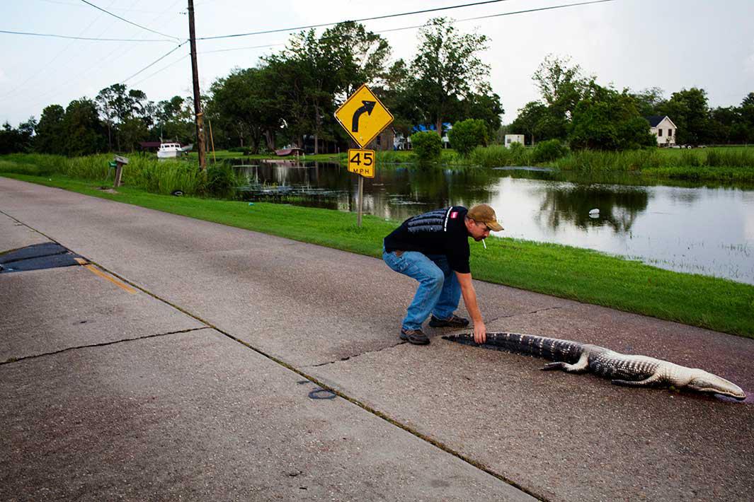 A man hauls a dead gator off the road after it was hit by a car in Houma, Louisiana on July 6, 2010. 