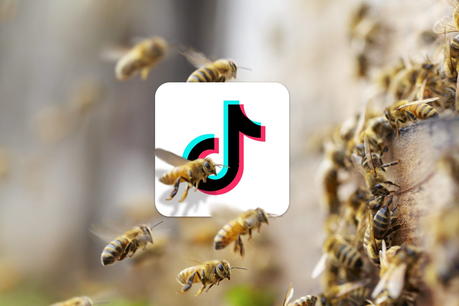 Bees swarm around the TikTok logo.