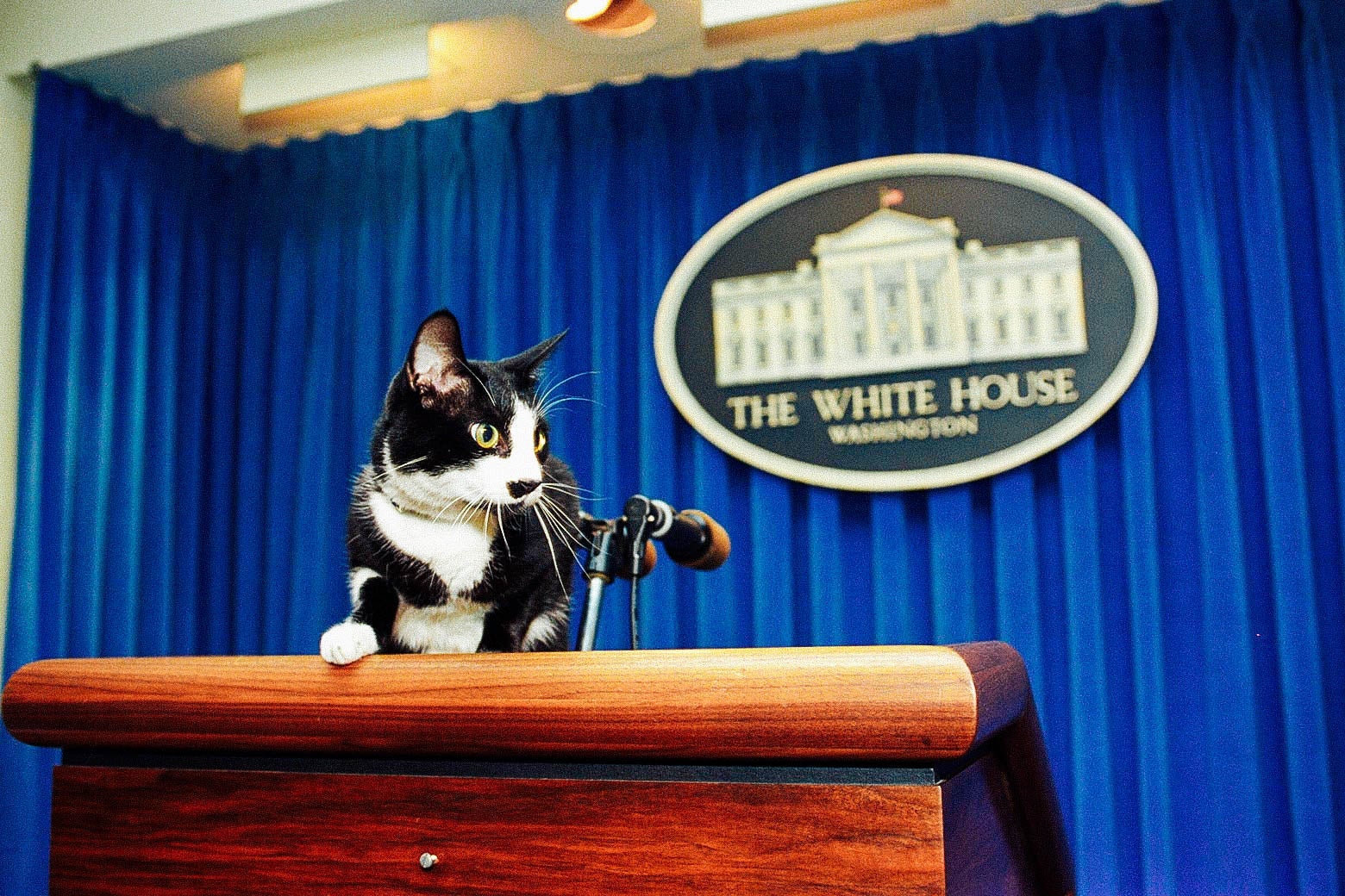 Socks, a black-and-white cat, sits atop the podium in the White House press briefing room.
