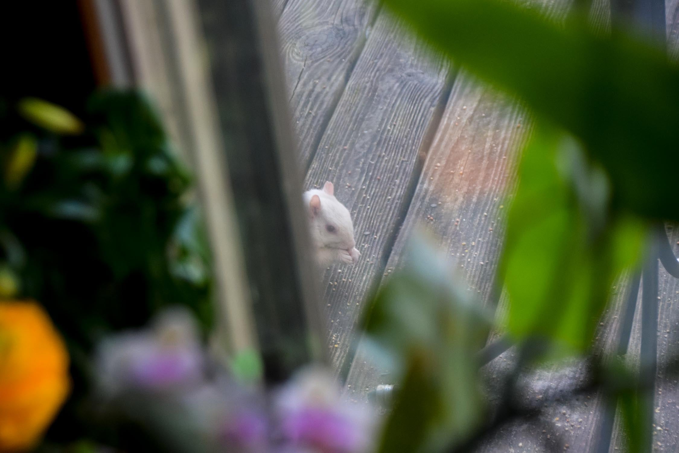 A pale squirrel having a snack visible through a vignette of flowers.