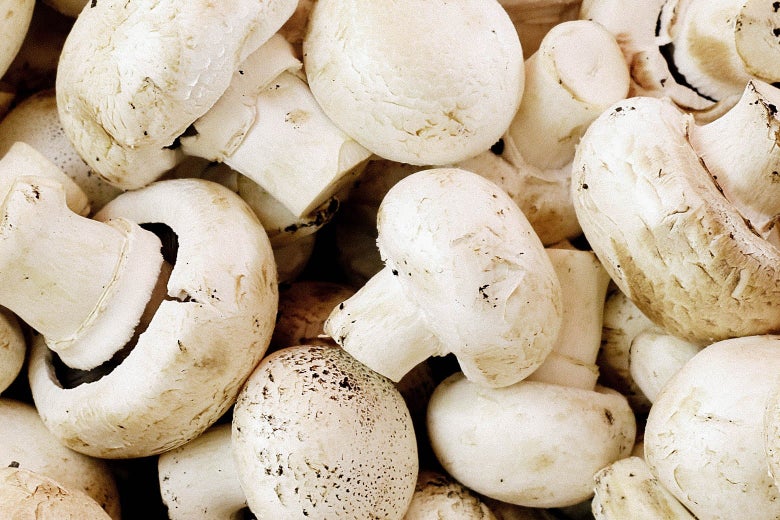 White Mushroom Brush – Nested West