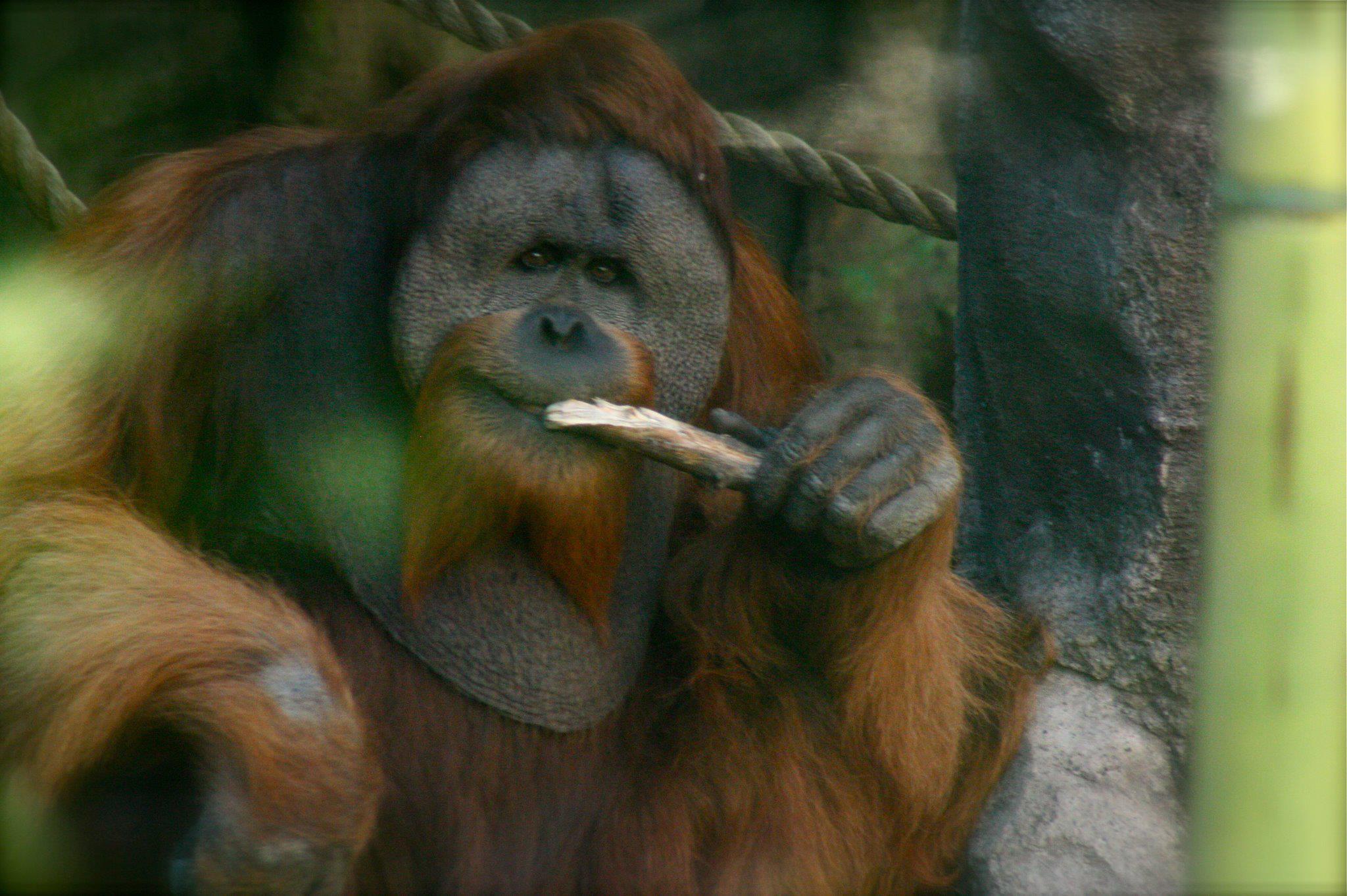 Orangutans in zoos: Kutai's life shows the problems and improvements for  great apes.