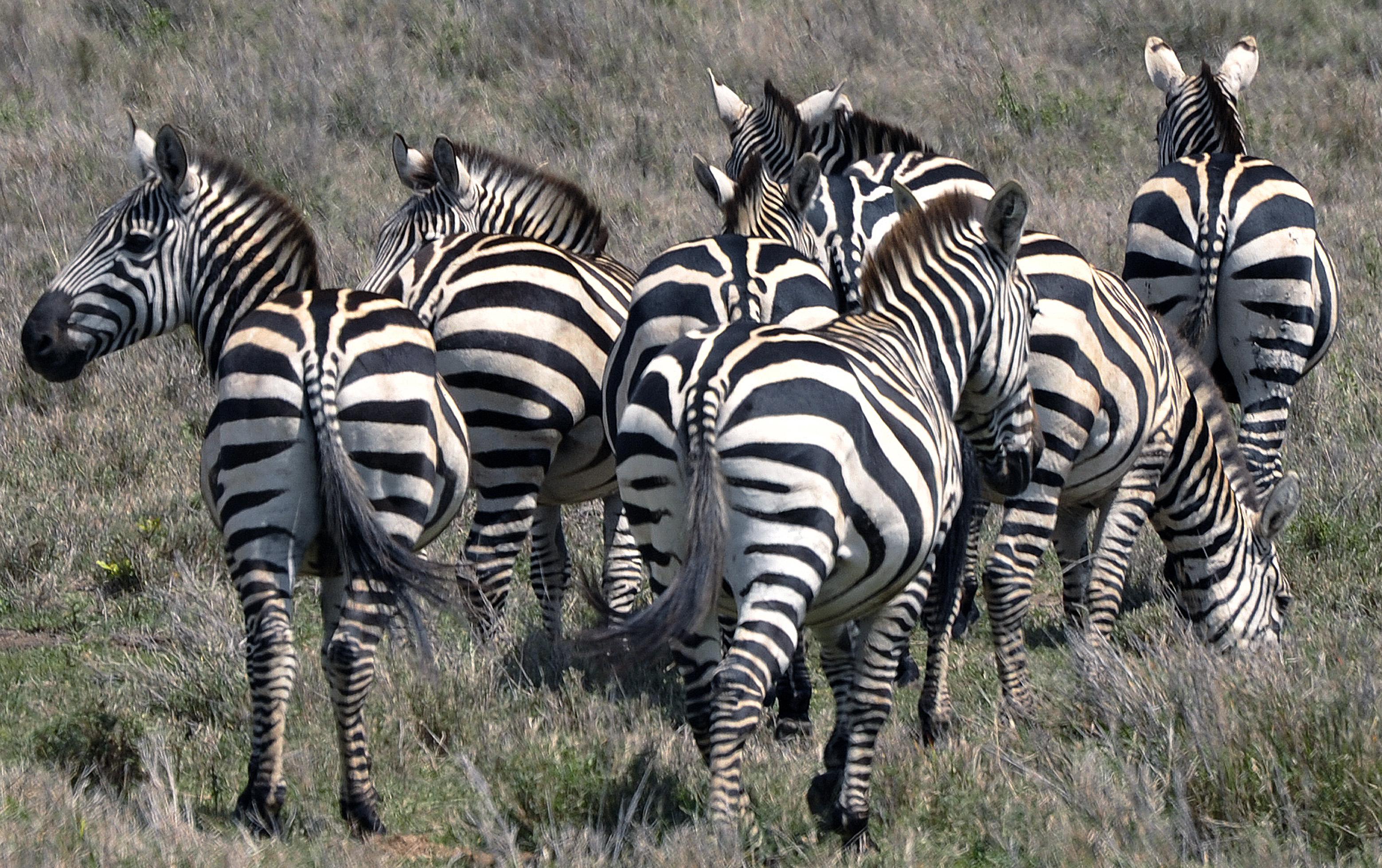 riding zebra in africa