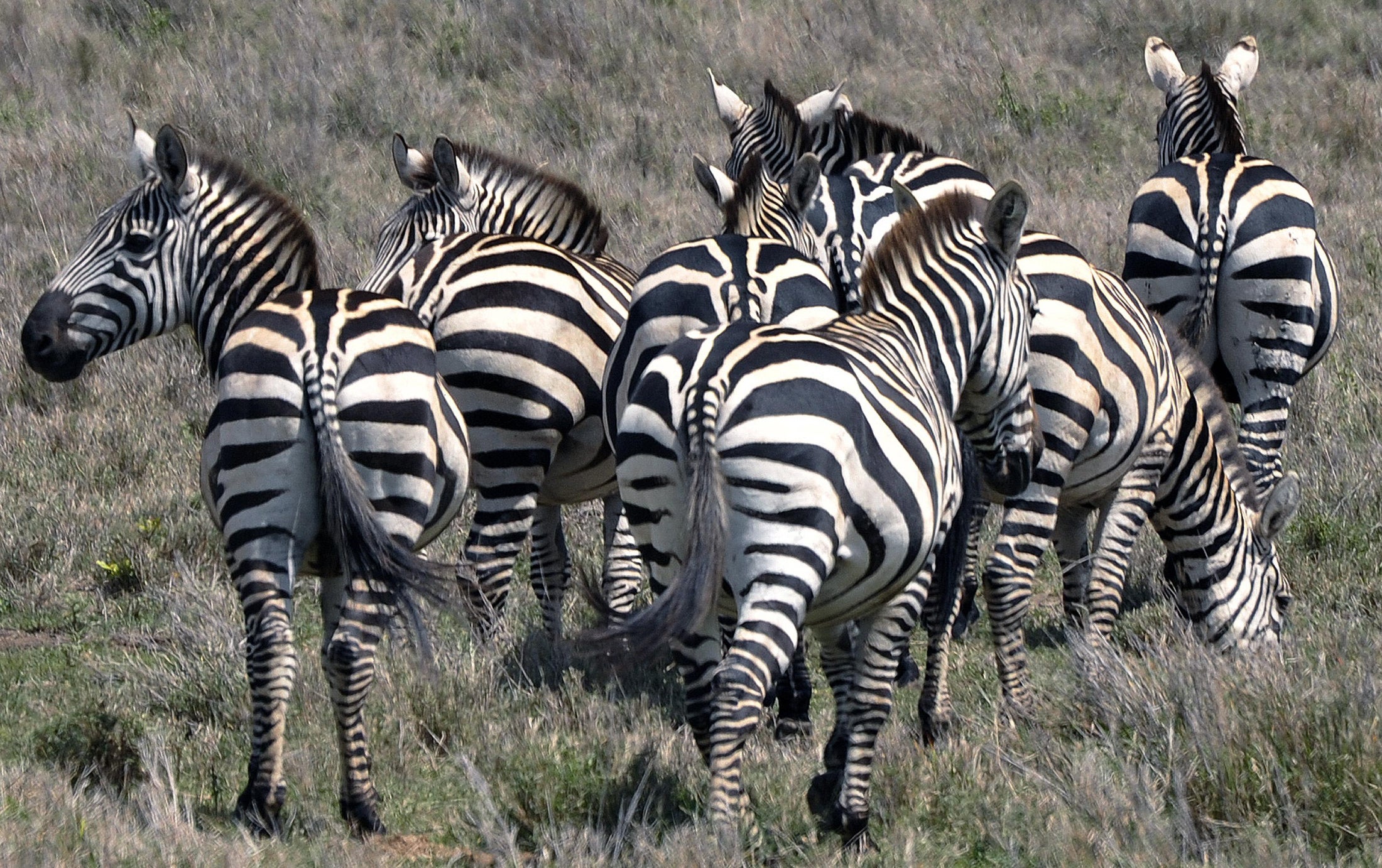 Can zebras be domesticated and trained?