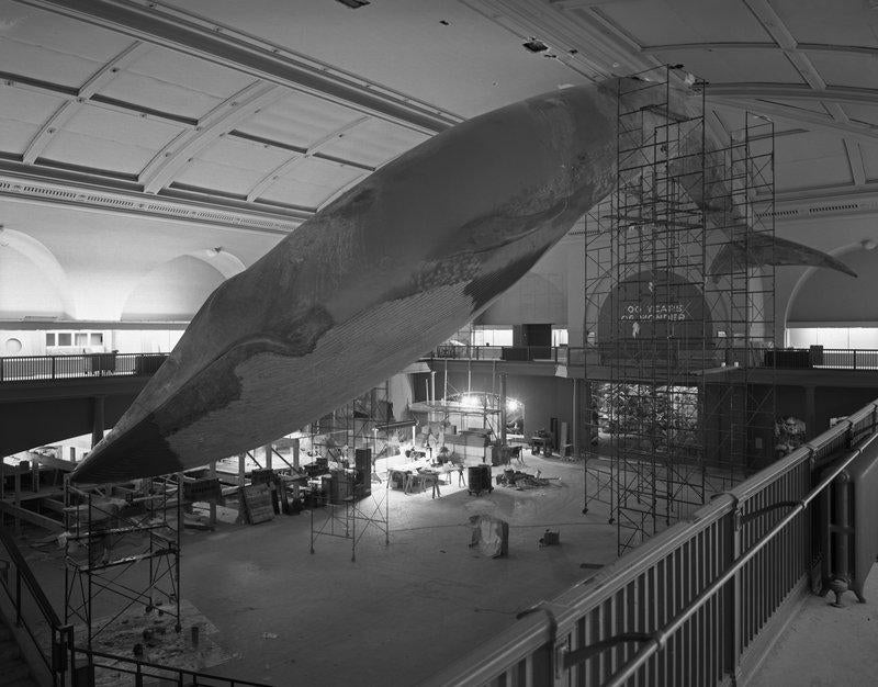 museum of natural history whale