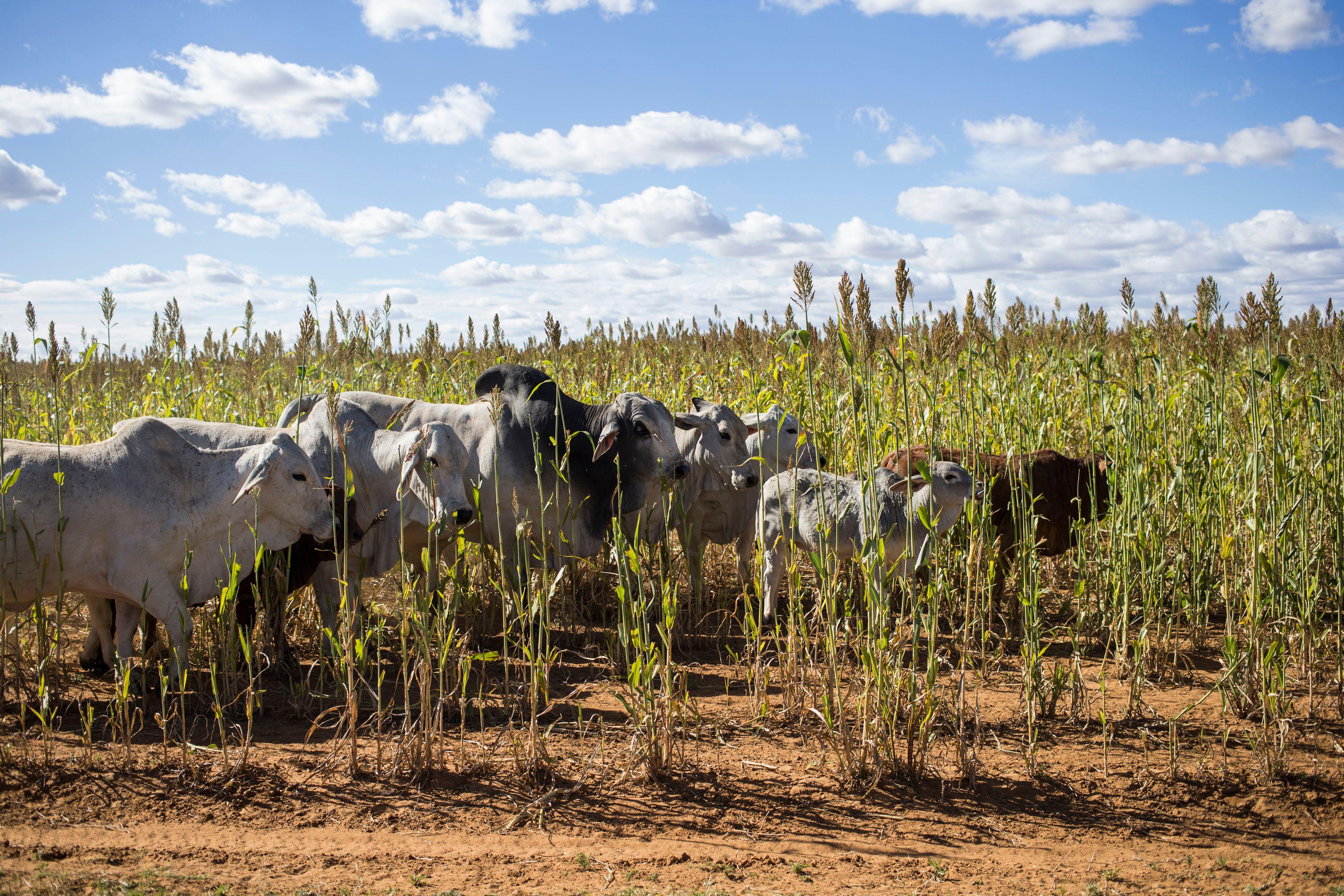 Cows walk between crops in a sparse field.
