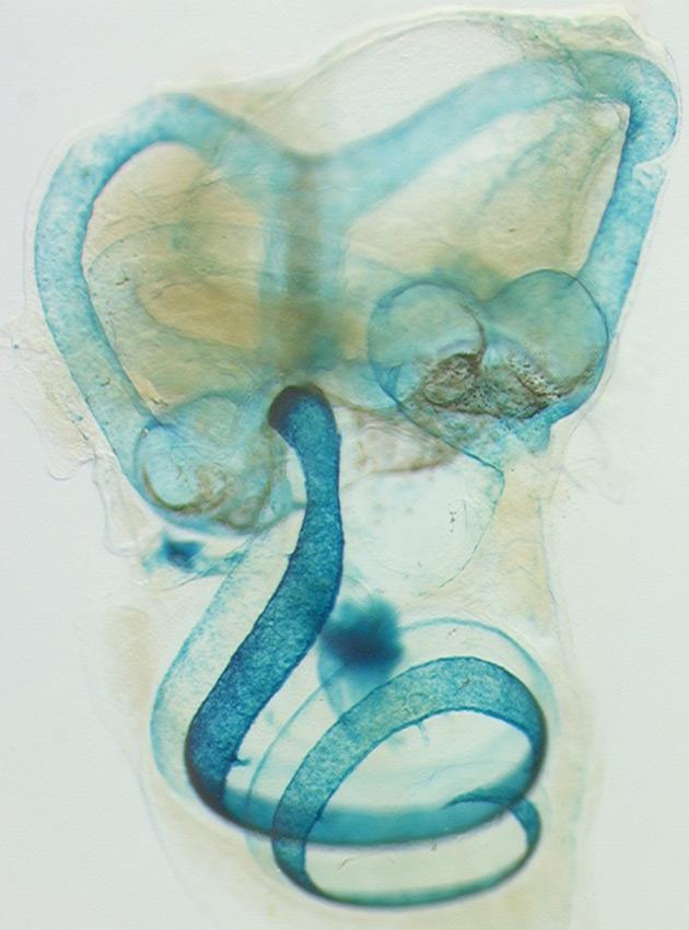 Mouse inner ear from a Claudin 11-null mouse reveals the distribution of tight junctions (blue), 65X.