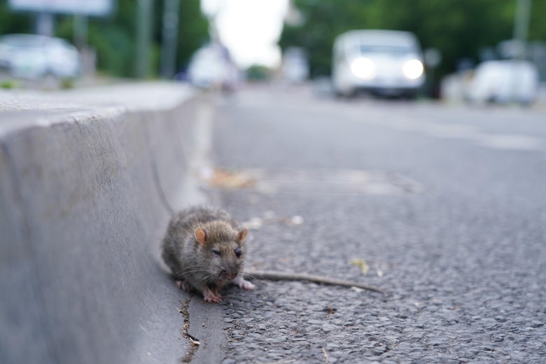 Year of the Rat Year of the Rat