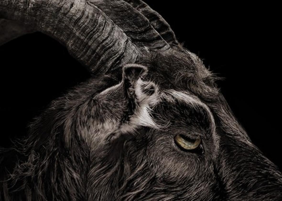 Goats and the devil origins: Black Phillip in The Witch isn't alone.
