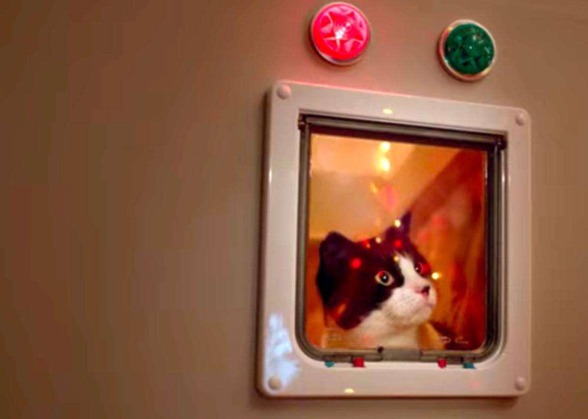 Cats teach clich d Christmas decorations a lesson VIDEO