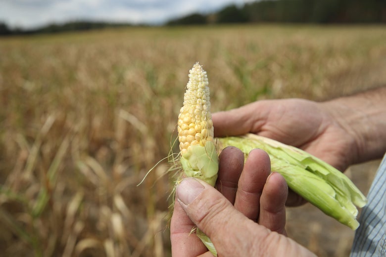 Hands hold a stunted ear of corn in the middle of a cornfield.