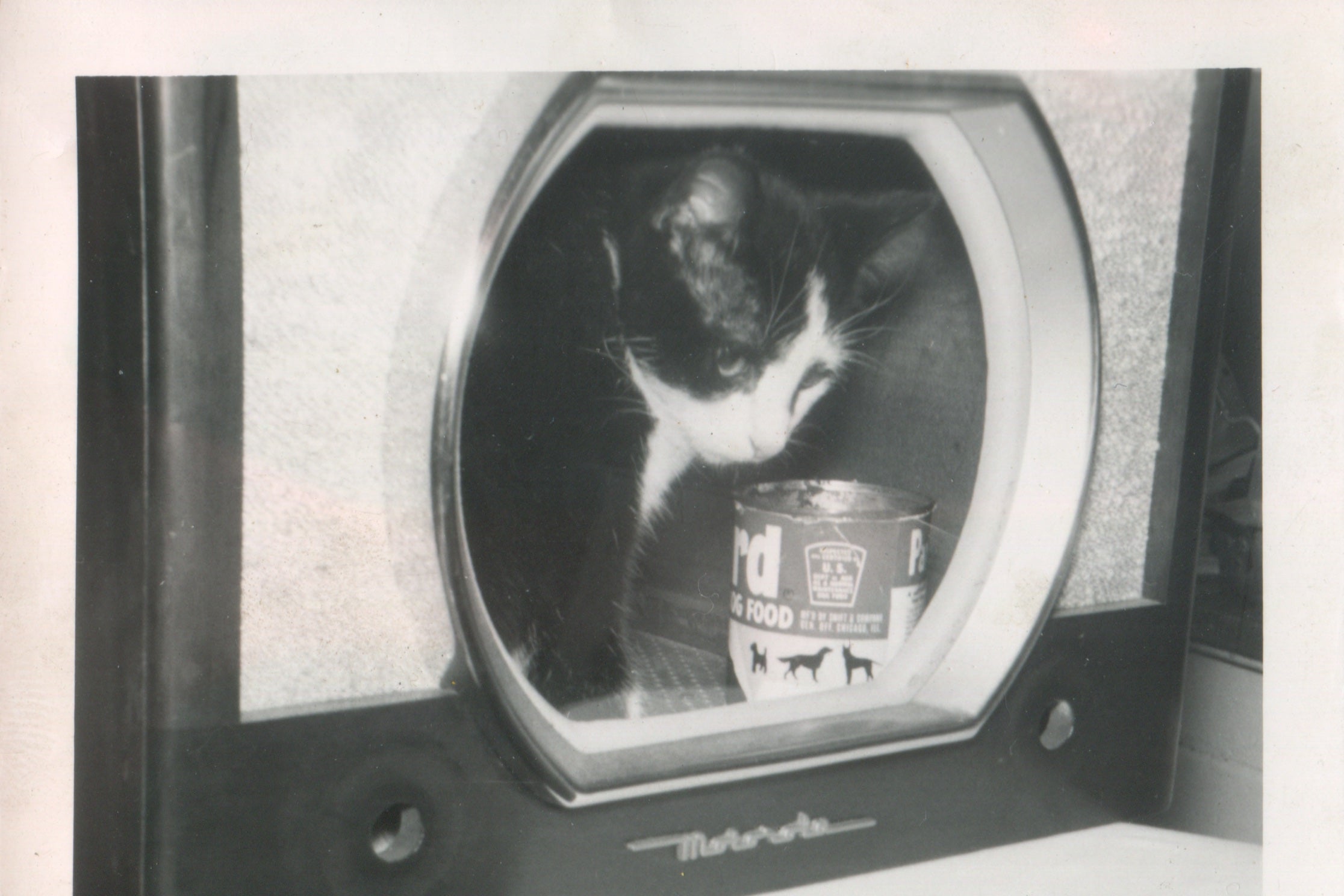 A cat inside a TV set. 