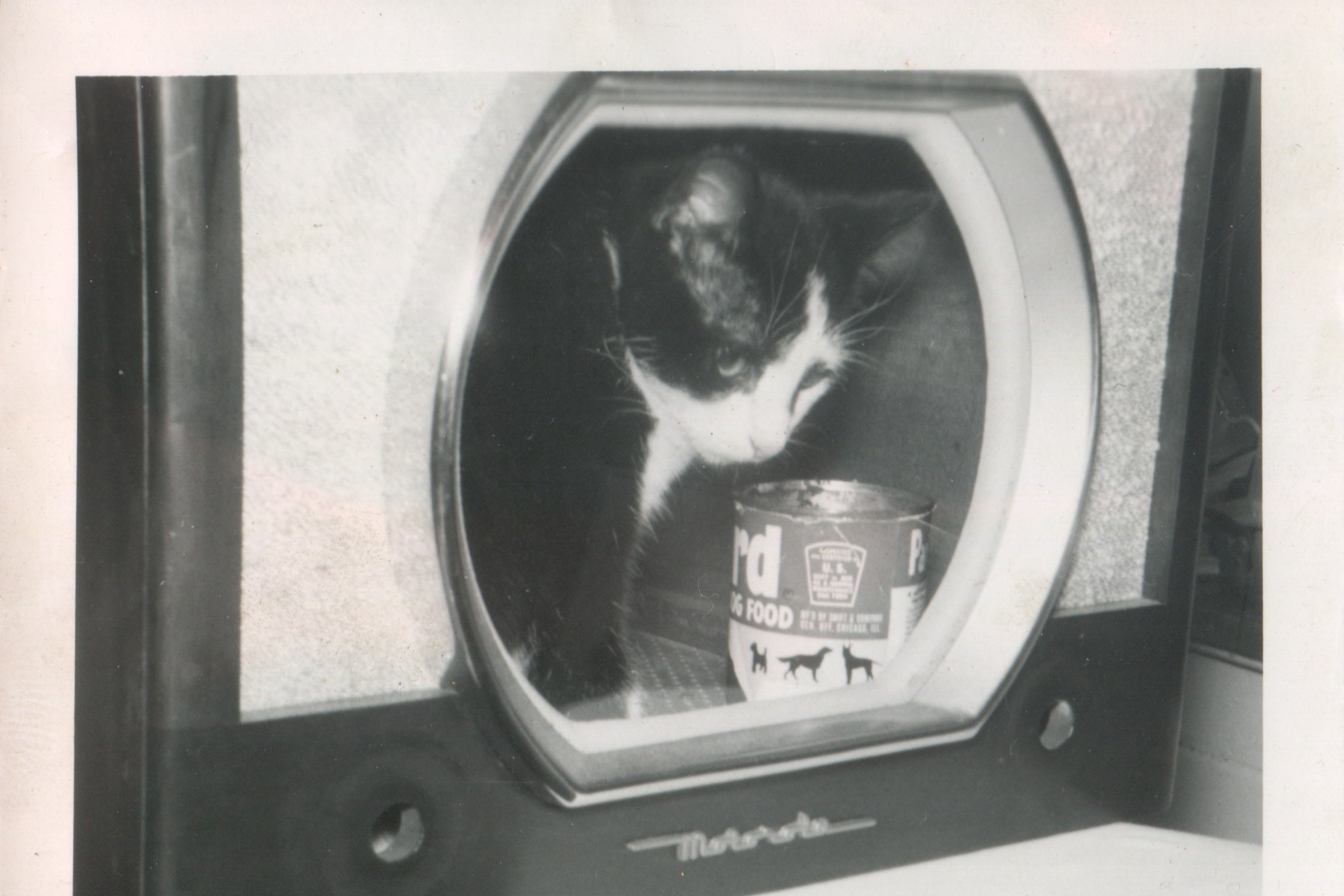 A cat inside a TV set.