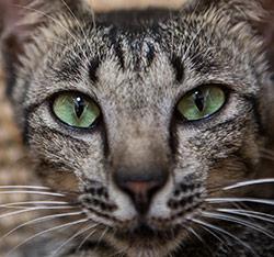 A ready for adoption cat looks on at Villa Kitty on November 26, 2013 in Ubud, Bali, Indonesia. 