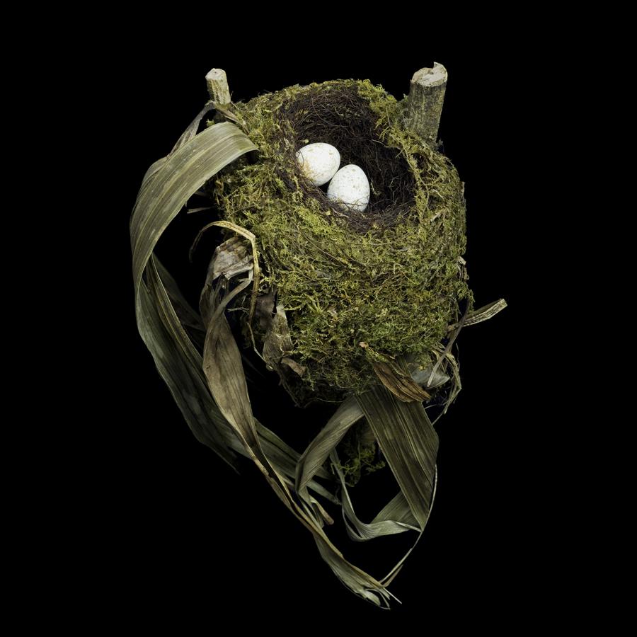 Hanging bird's nest - Stock Image - C051/4645 - Science Photo Library