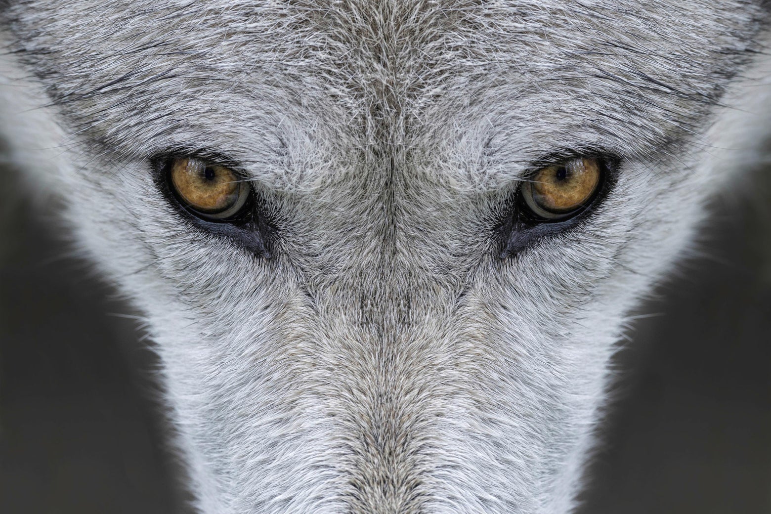 Gray wolf in Iowa killed Lower48 range for recovering wolves continues to expand.